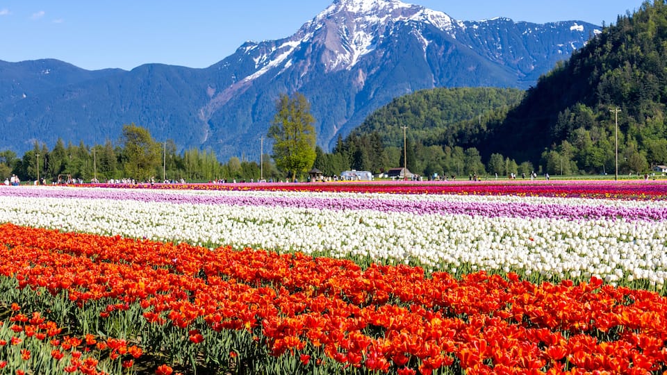 A tulip field with a mountain in the background.