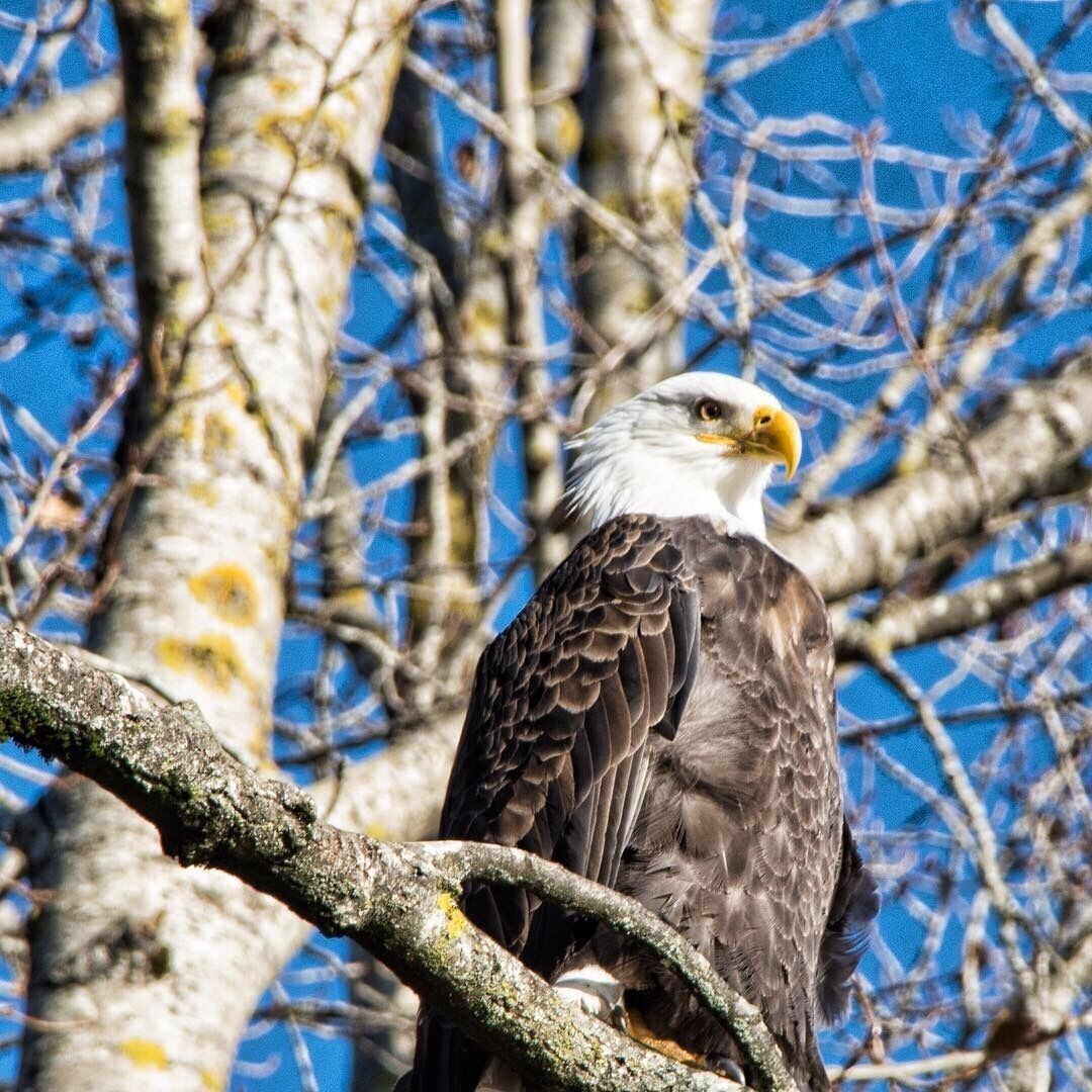 “Eagle Eye”
A bald eagle keeps watch for his companions while they eat. We drove about two hours to go see the largest gathering of eagles in North America. Every year at this time about 8000 eagles or more gather along the Harrison River to gorge on the lifeless bodies of salmon that have finished spawning. And the circle of life continues.