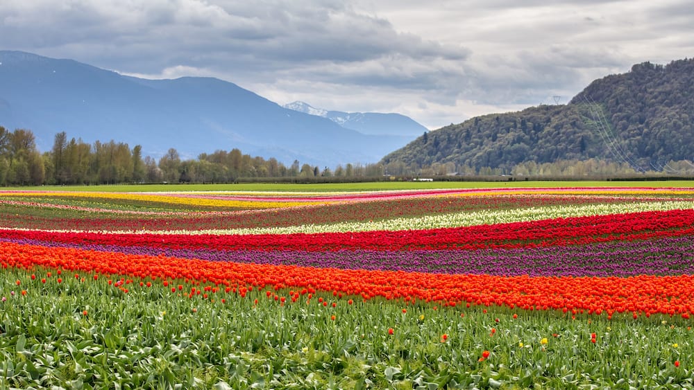 A tulip field with rows of flowers in various colors, a forested hill, and mountains in the background.