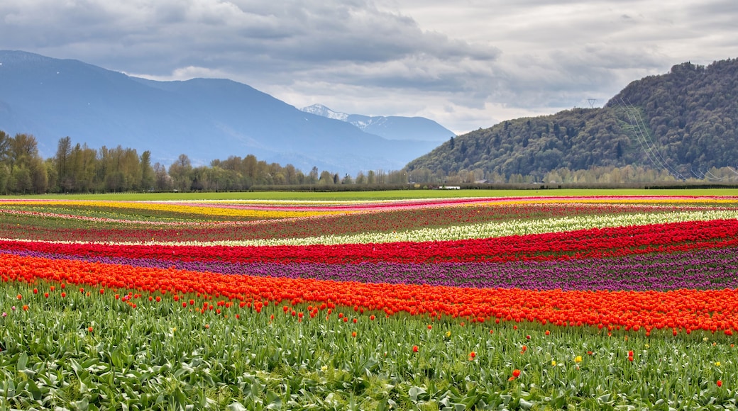Beautiful scenery with colorful fields of tulips in Agassiz, British Columbia, Canada