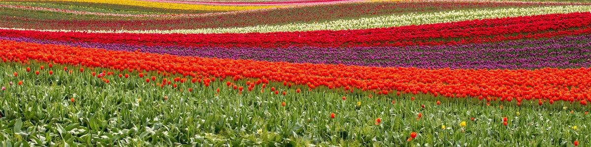 A tulip field with rows of flowers in various colors, a forested hill, and mountains in the background.