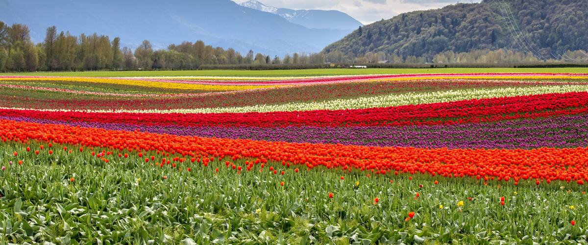 Un champ de tulipes avec des rangées de fleurs de différentes couleurs, une colline boisée et des montagnes en arriÚre-plan.