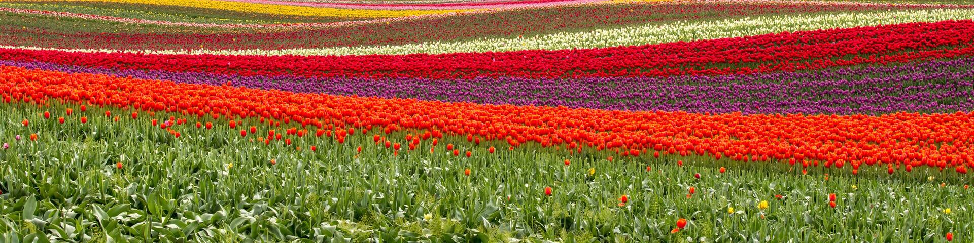 A tulip field with rows of flowers in various colors, a forested hill, and mountains in the background.