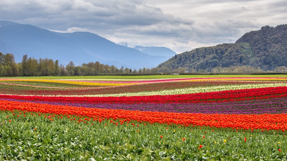 A tulip field with rows of flowers in various colors, a forested hill, and mountains in the background.