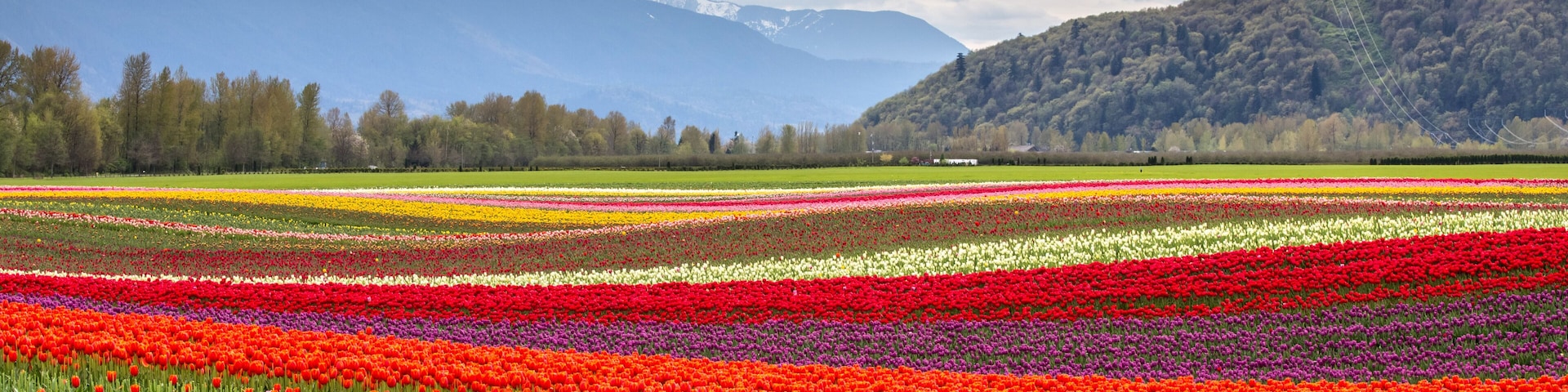 Un campo de tulipanes con hileras de flores de varios colores, una colina boscosa y montañas al fondo.