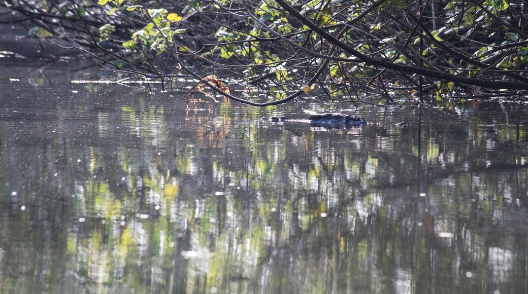 Take out on a river cruise with Murray Hunt from Daintree Boatman Nature Tours. It is defiantly worth getting up for early in the morning. This is one of the many species that you will find along the river.
This is one of the two male crocodiles in this area of the river. His name is Barrat.
Sorry for the picture I did not realise that I got him on camera before getting this picture up on a computer screen.