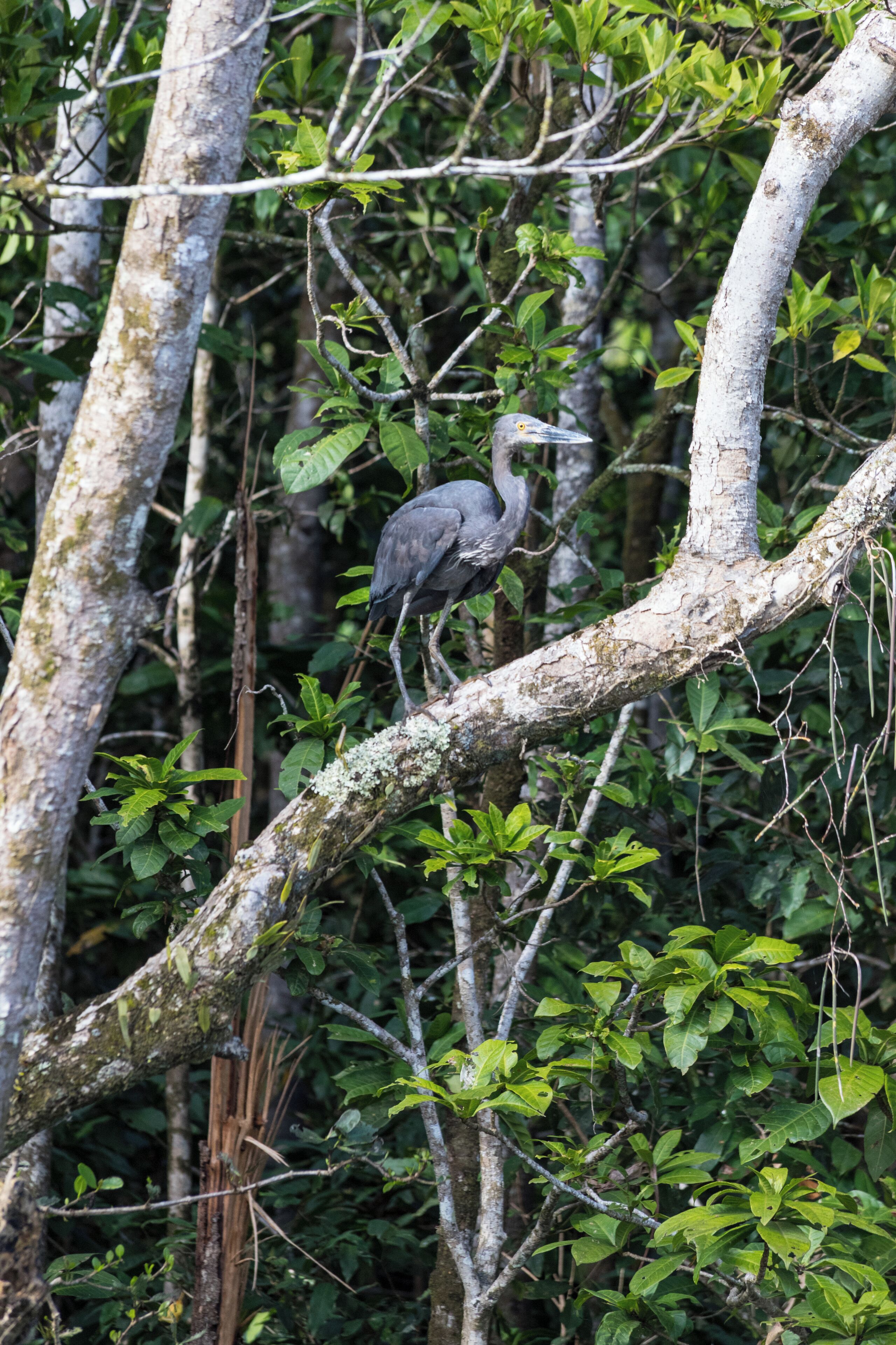 A bird perched on a tree branch in a dense forest.