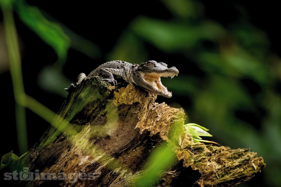 This baby Croc is just 3 weeks old and barely 20cm long at the moment and has just started its life on the magnificent Daintree River in Queensland.
While his brothers and sisters were covered in mud and down on the lower bank hiding from all the predators, this little dude was living fearlessly out in the open air on the end of a broken branch for all to see. Catching the energy from the sun and having total faith in what will be.
At this size they are anyone’s meal. Birds, Snakes, Fish, Crabs, Bull Sharks pretty much anything will have a go at them before they grow up to be the kings of the Daintree River.
I bet this fella will be the one that ends up living till 100 years old. “A life lived in fear is not one worth living at all.”
I took this pic off the side of a large tinny while drifting down a thick rainforest section of the Daintree River. It was a beautiful jungle environment to be immersed in, but what a bonus it was to see so many Crocodiles ranging in size from this little guy right up to some 4 meters monsters!.. not only Crocs, but a range birdlife, tree snakes, and pythons!