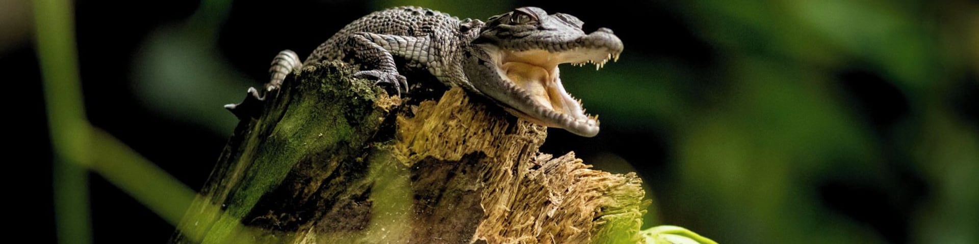 This baby Croc is just 3 weeks old and barely 20cm long at the moment and has just started its life on the magnificent Daintree River in Queensland.
While his brothers and sisters were covered in mud and down on the lower bank hiding from all the predators, this little dude was living fearlessly out in the open air on the end of a broken branch for all to see. Catching the energy from the sun and having total faith in what will be.
At this size they are anyone’s meal. Birds, Snakes, Fish, Crabs, Bull Sharks pretty much anything will have a go at them before they grow up to be the kings of the Daintree River.
I bet this fella will be the one that ends up living till 100 years old. “A life lived in fear is not one worth living at all.”
I took this pic off the side of a large tinny while drifting down a thick rainforest section of the Daintree River. It was a beautiful jungle environment to be immersed in, but what a bonus it was to see so many Crocodiles ranging in size from this little guy right up to some 4 meters monsters!.. not only Crocs, but a range birdlife, tree snakes, and pythons!