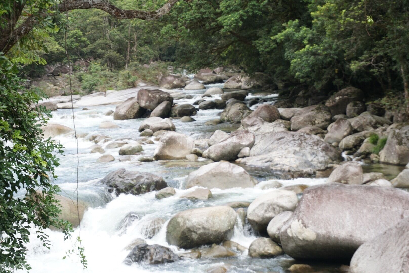 Great time at the The Daintree National Park in Port Douglas, AU.,