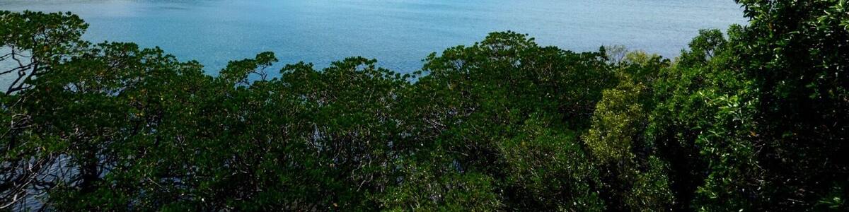 Daintree Rainforest Port Douglas, AU...