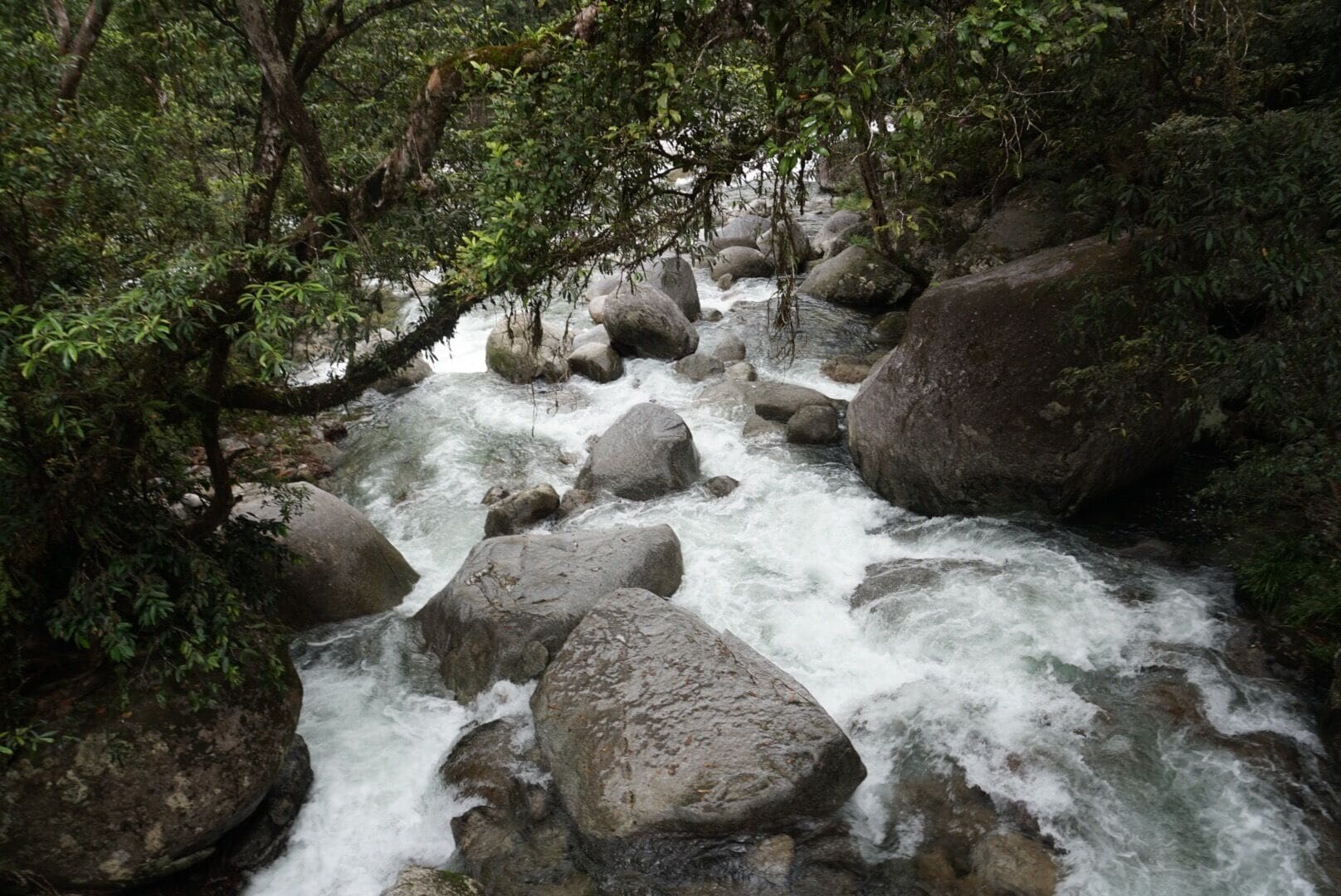 Great time at the The Daintree National Park in Port Douglas, AU.,