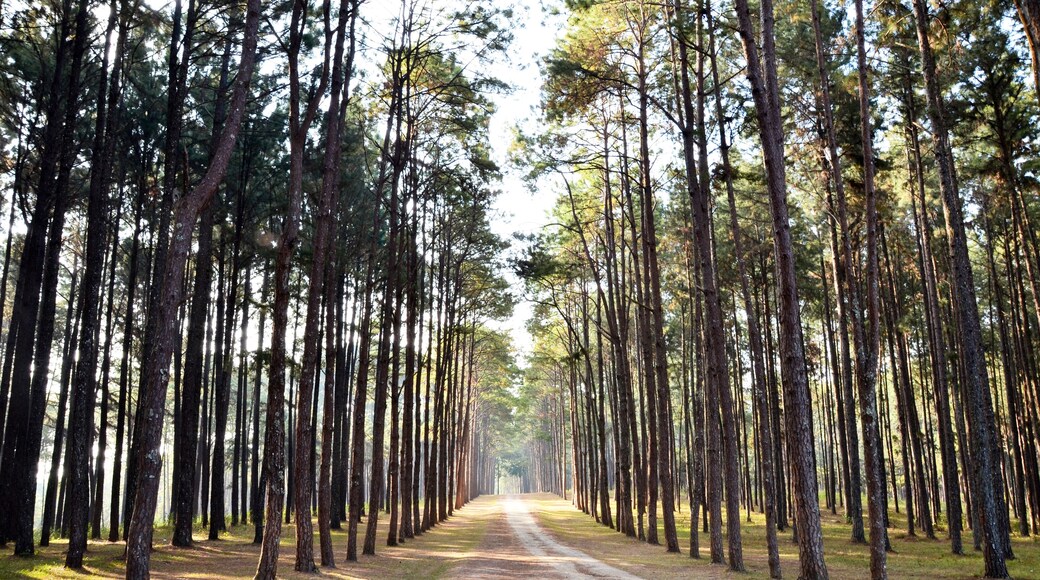 View of a Pine Plantation, Chiang Mai Thailand