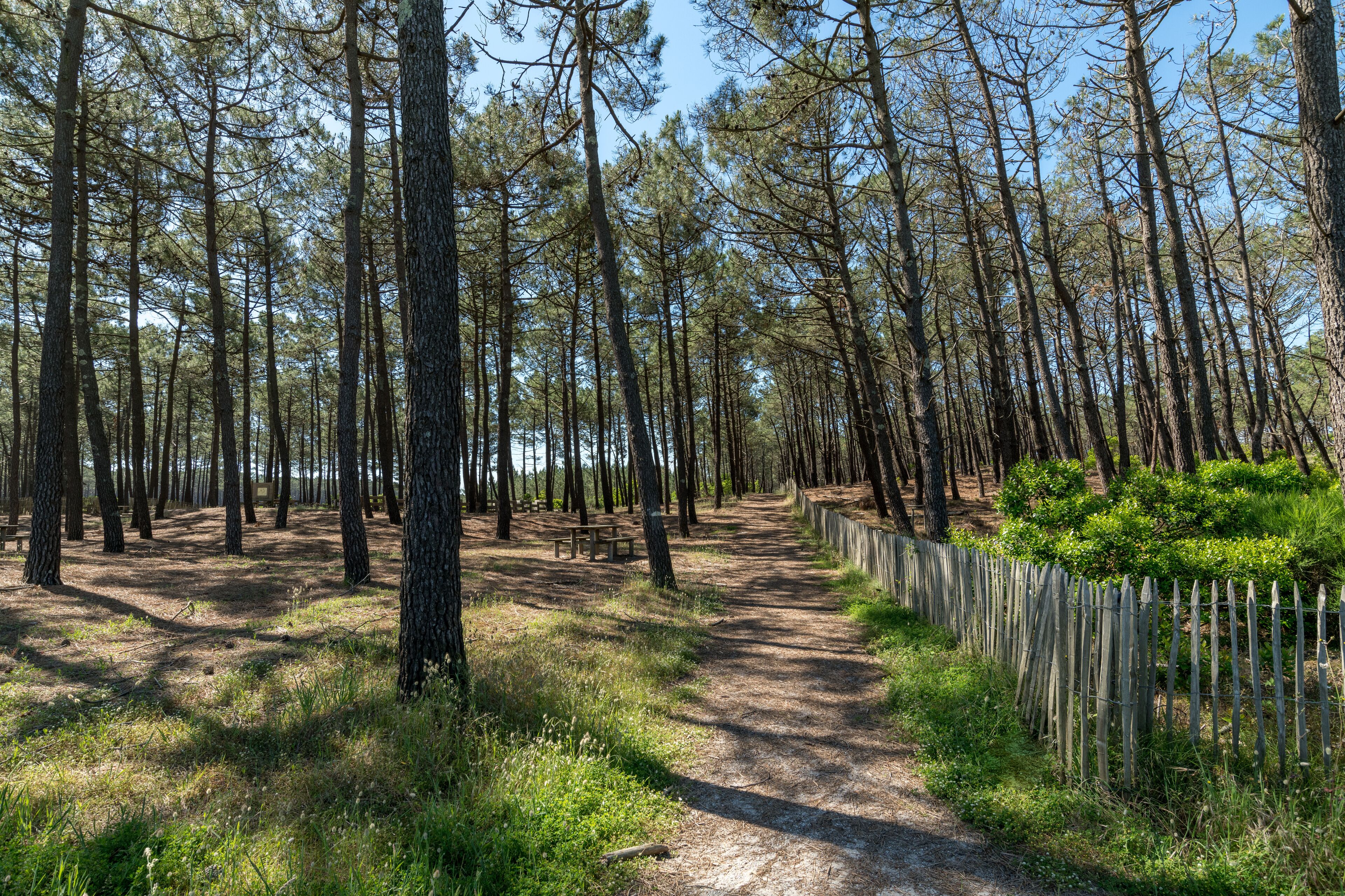 CARCANS (Gironde, France), la forêt des Landes de Gascogne