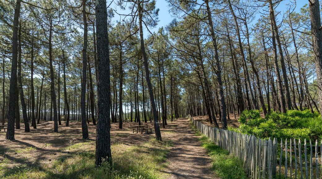 CARCANS (Gironde, France), la forêt des Landes de Gascogne