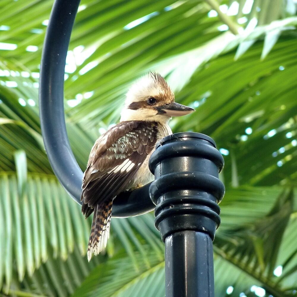 Kookaburra sits in the old gum tree... 

I grew up with this song and finally got to see an actual Kookaburra! Isn't he adorable. They really do make you giggle when they sing. :)