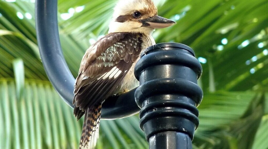 Kookaburra sits in the old gum tree...
I grew up with this song and finally got to see an actual Kookaburra! Isn't he adorable. They really do make you giggle when they sing. :)