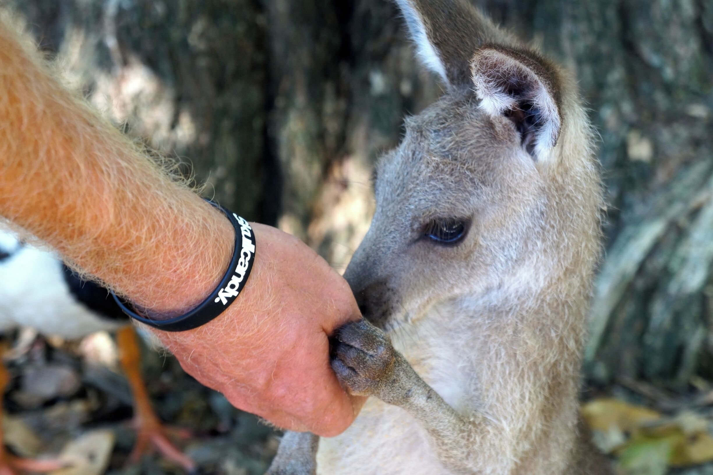 Want to make friends with an insanely cute wallaby? The Wildlife Habitat in Port Douglas has a huge outdoor area where you can feed wallabies and kangaroos with special pellets! How cute!
www.cheskiesgaplife.com
