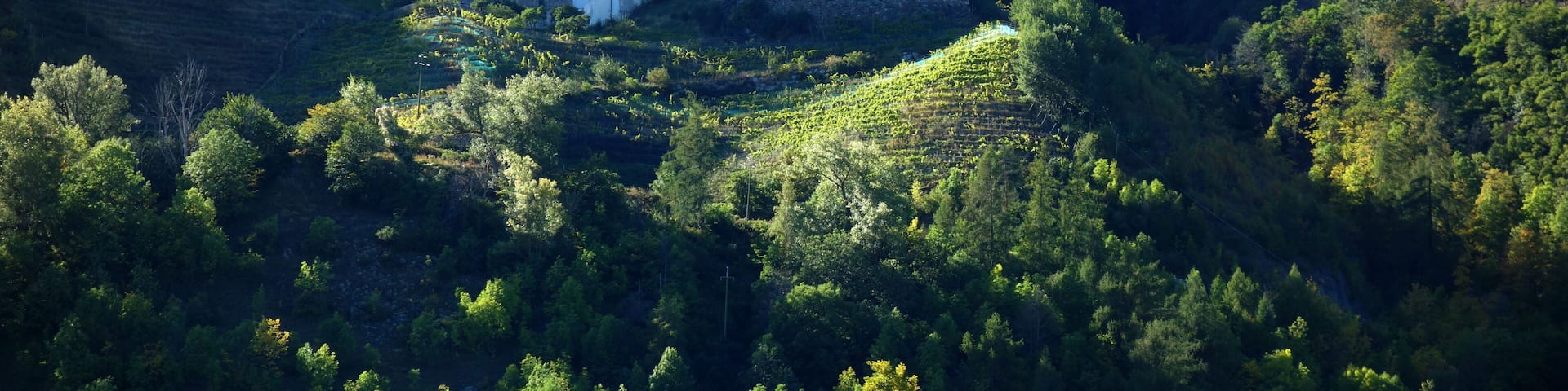 A white castle surrounded by dense forest and hills.