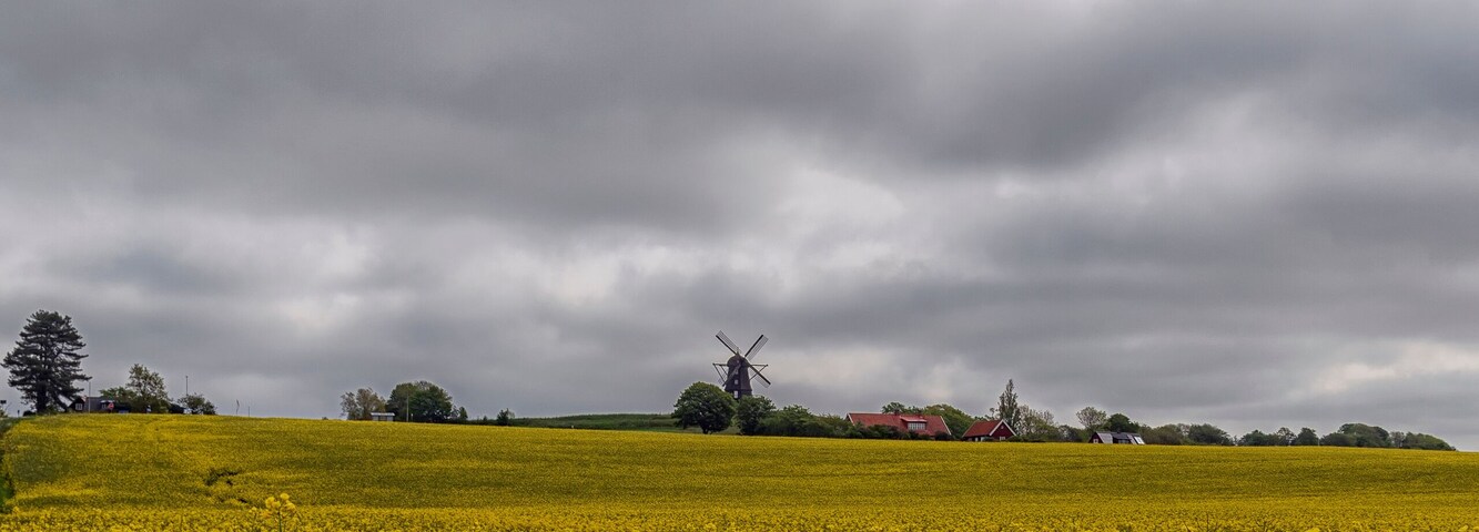 Un campo de flores amarillas bajo un cielo nublado.