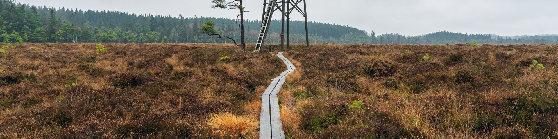 A pathway to a watchtower with heavy fog in the background in Djurholmen nature reserve, Sweden. Captured in fall season.