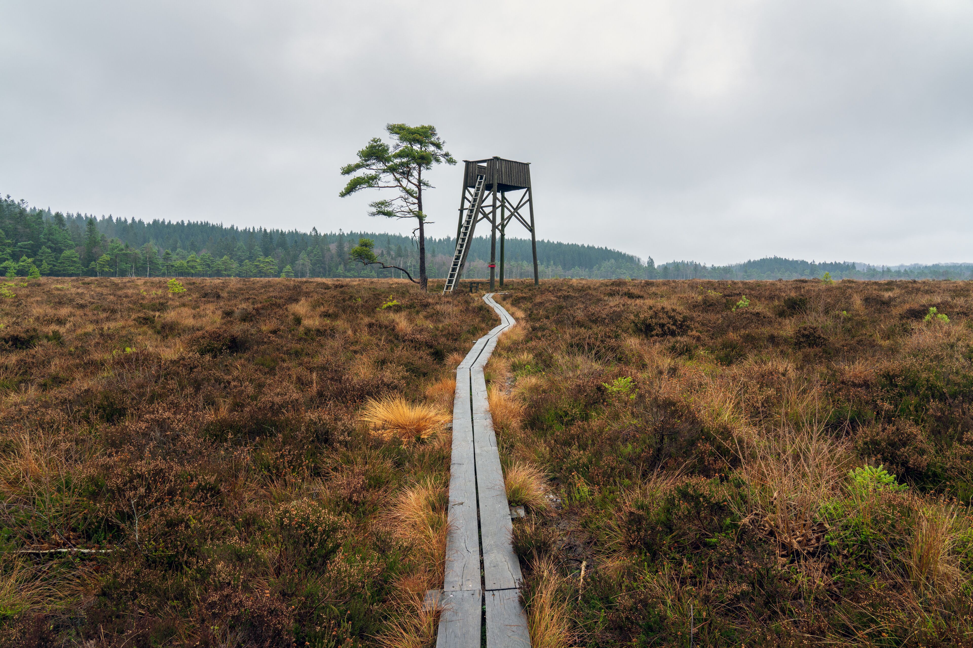 A wooden boardwalk leading to a wooden observation tower in a heathered landscape.