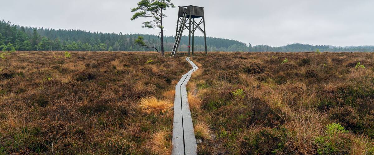 A wooden boardwalk leading to a wooden observation tower in a heathered landscape.
