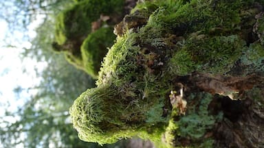 Moss covered tree stumps in Hodgemoor Woods, Chalfont St Giles, Bucks