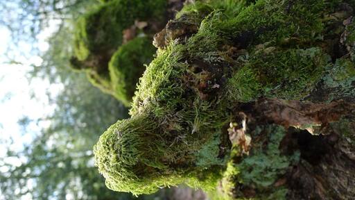 Moss covered tree stumps in Hodgemoor Woods, Chalfont St Giles, Bucks