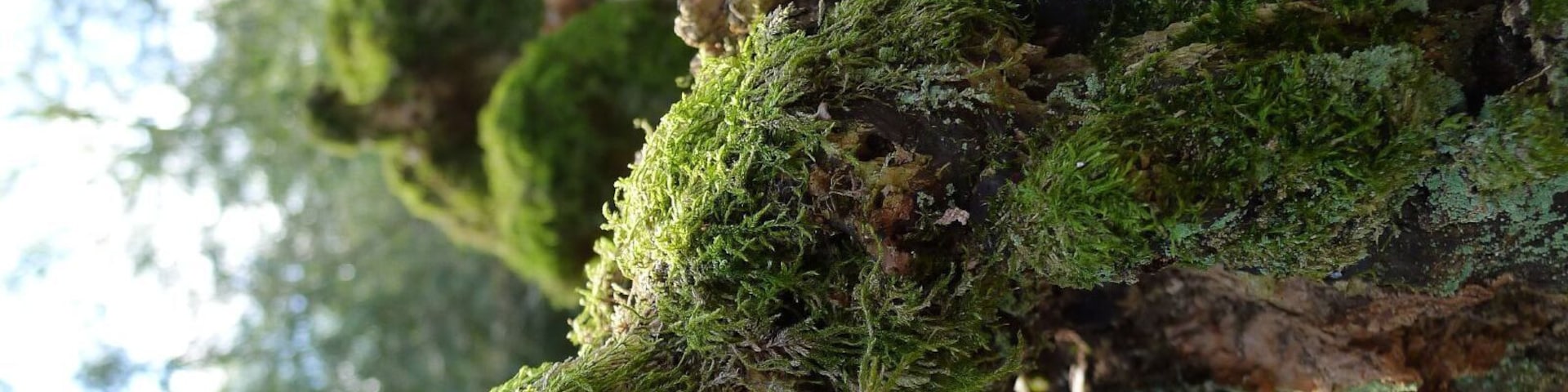 Moss covered tree stumps in Hodgemoor Woods, Chalfont St Giles, Bucks