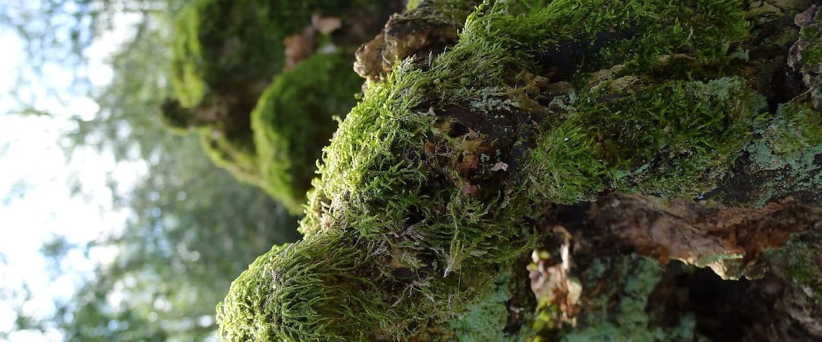 A close-up of a moss-covered tree trunk.