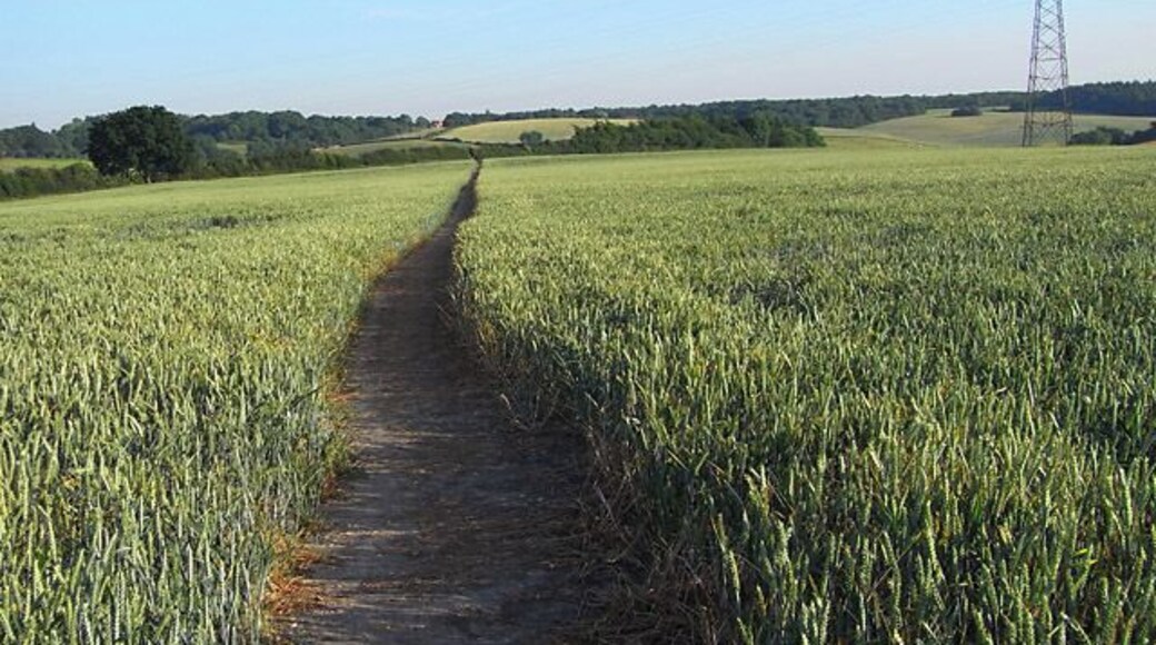 Footpath through wheat near Amersham The path is on the relatively flat top of the ridge on the southwest side of the Misbourne valley before its descent into the dry valley at Upper Bottom House Farm.