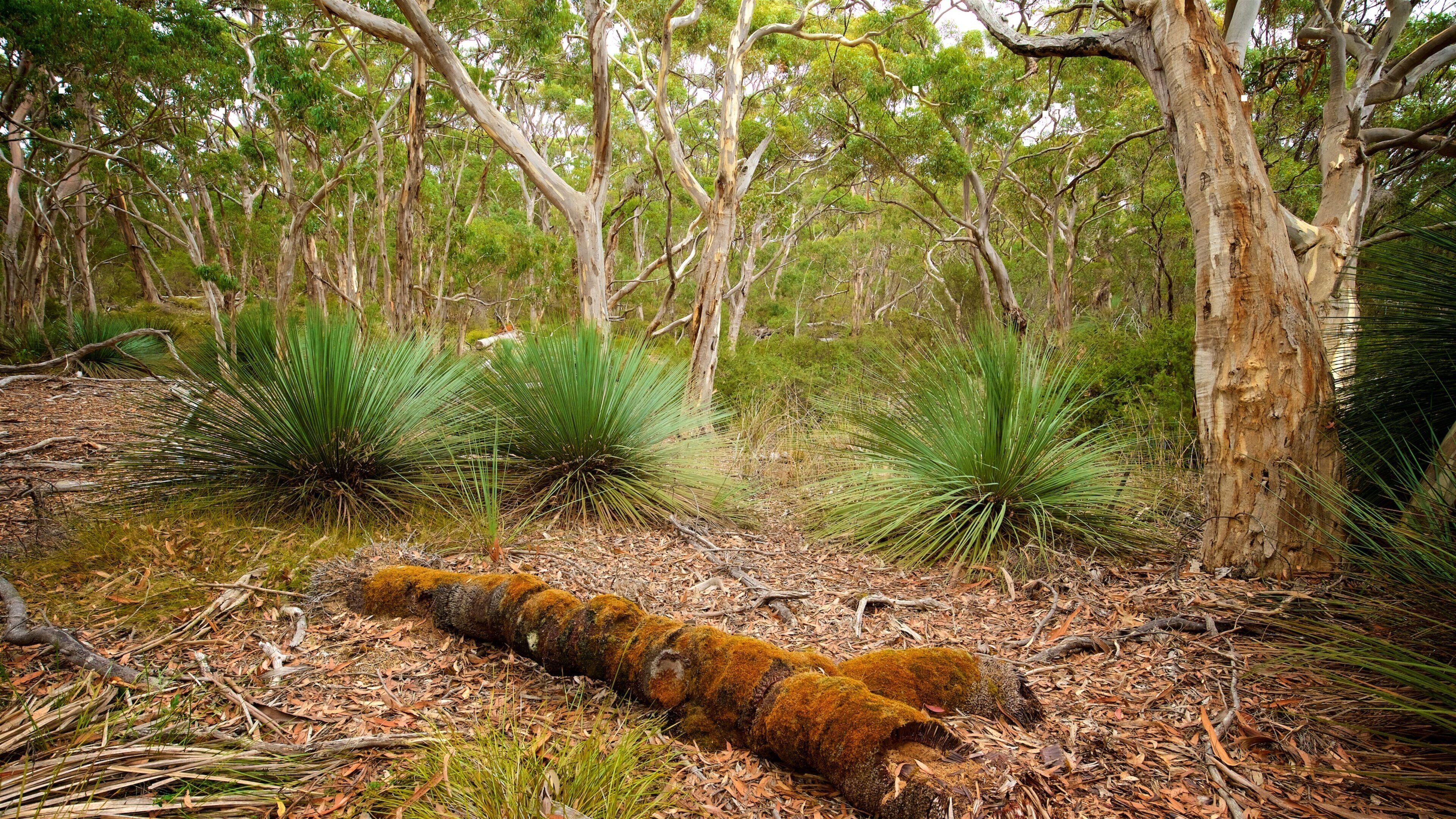 Karatta showing forest scenes