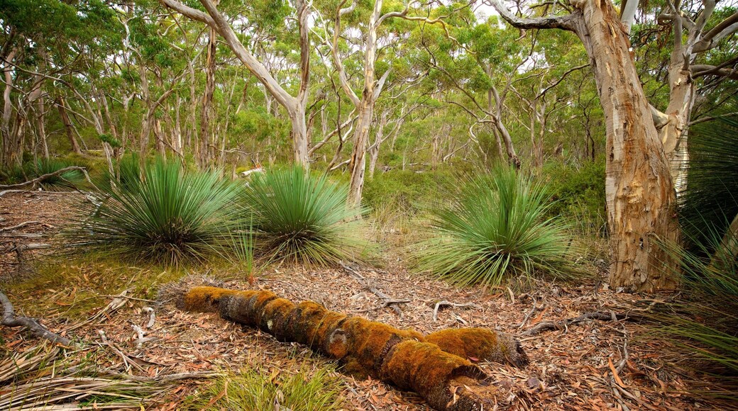 Karatta showing forest scenes