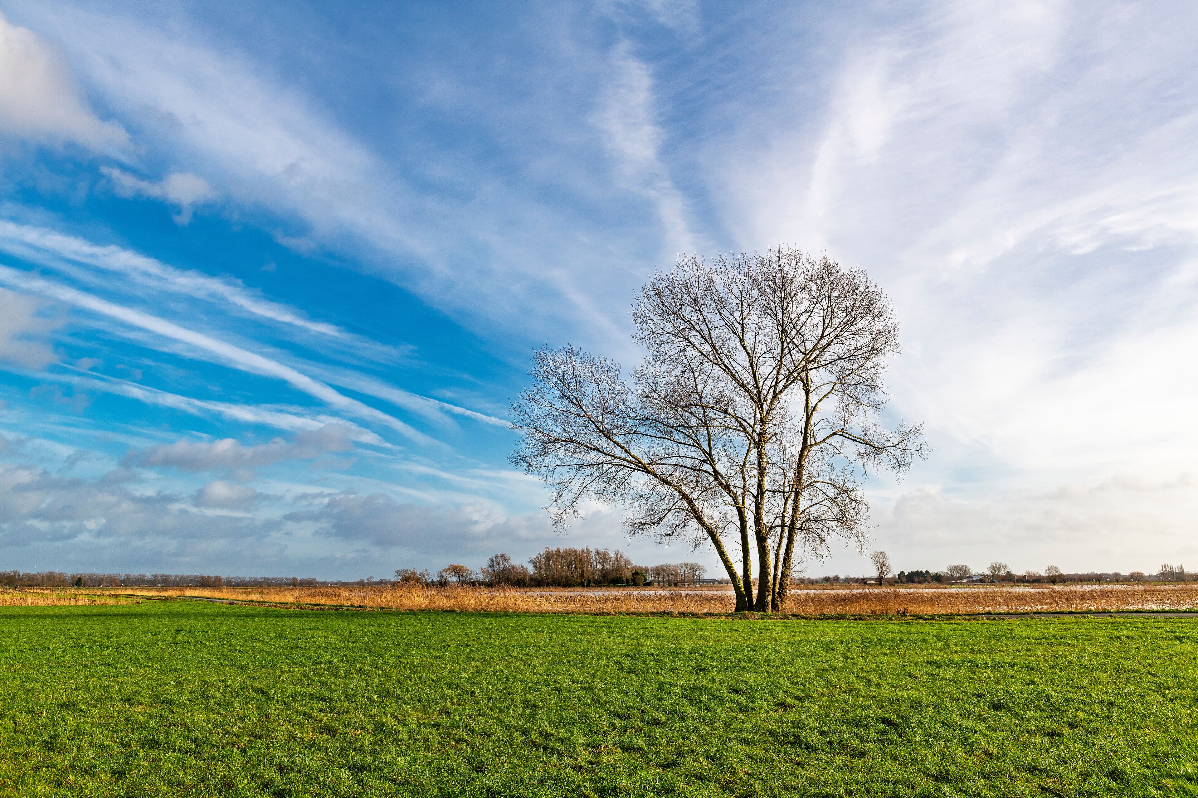 Agriculture field landscape with lonely tree along Green 62 cycling route, Gistel, Bruges region, West Flanders, Belgium.