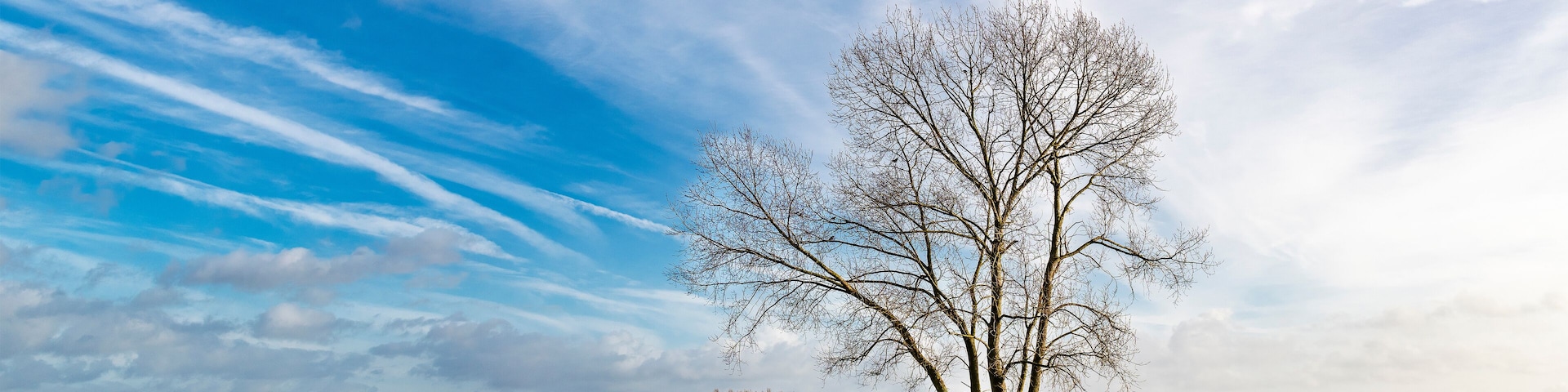 Un árbol en un campo verde bajo un cielo azul con nubes.