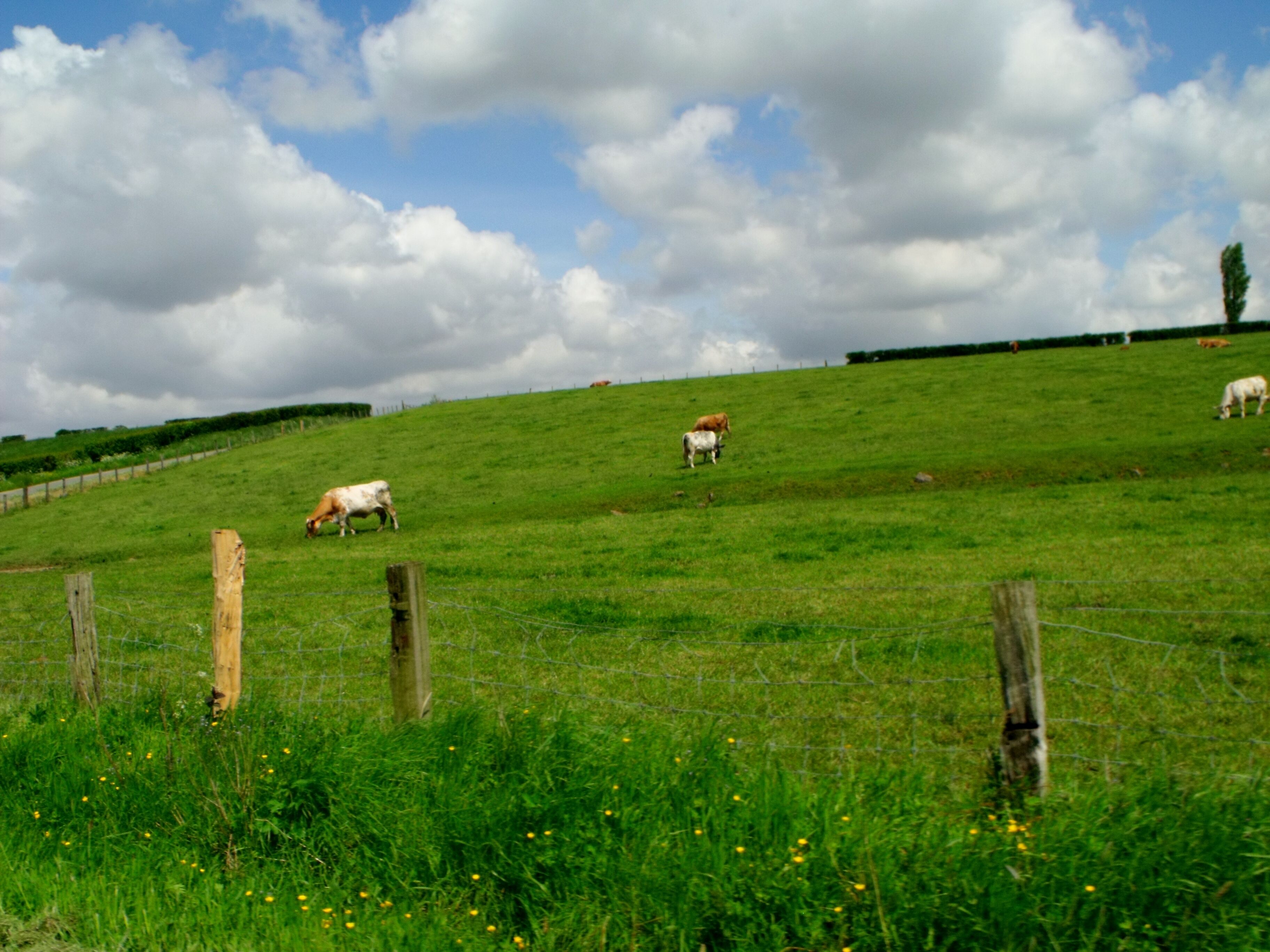 A grassy hillside with cows grazing, a wooden fence, and a partly cloudy sky.