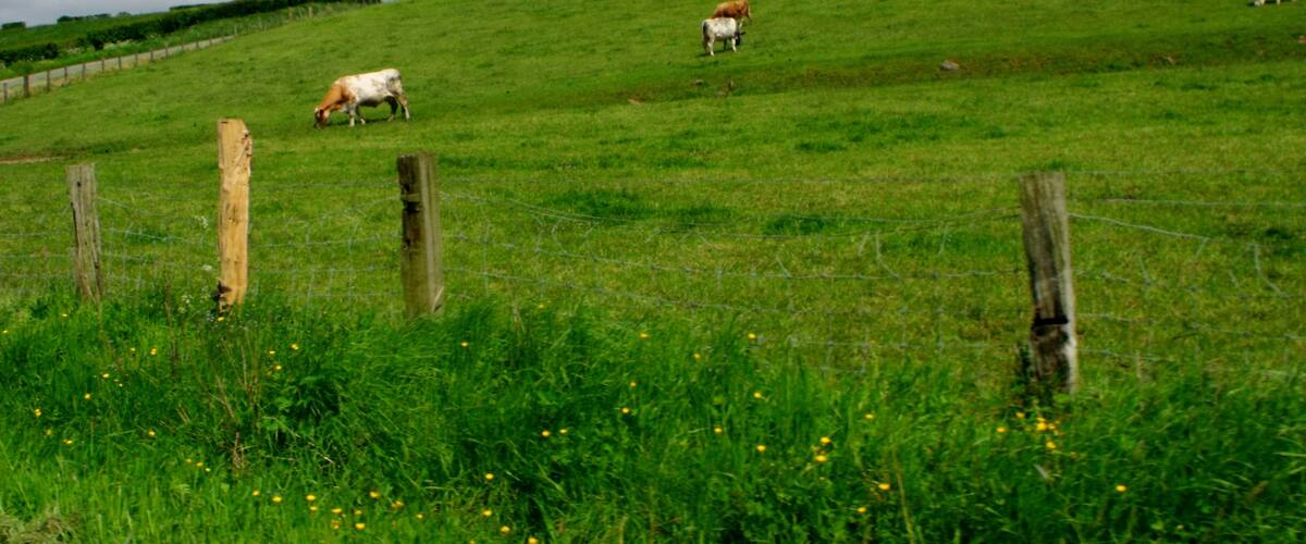 A grassy hillside with cows grazing, a wooden fence, and a partly cloudy sky.