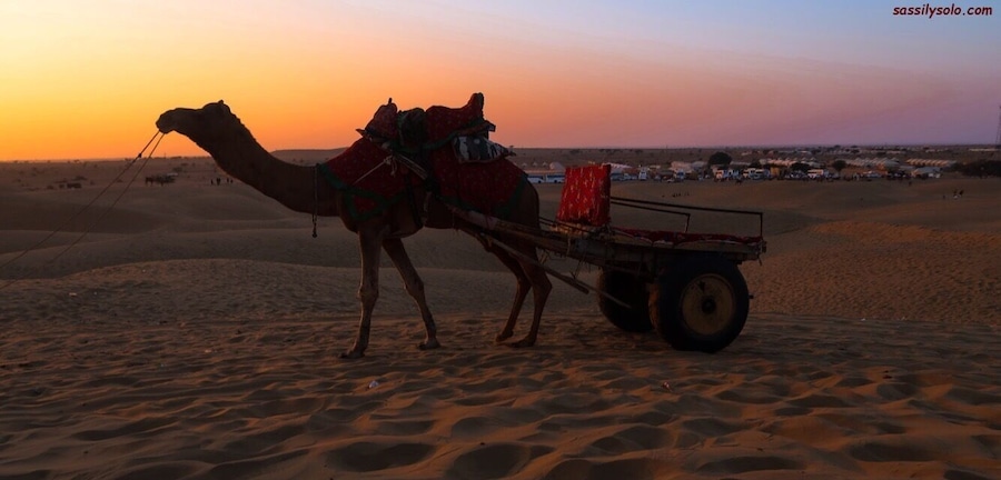 I am not a big fan of riding camels. Hence, what is called as a 'camel safari' was a complete 'no-no' for me.
However, I wish I could understand how they felt....