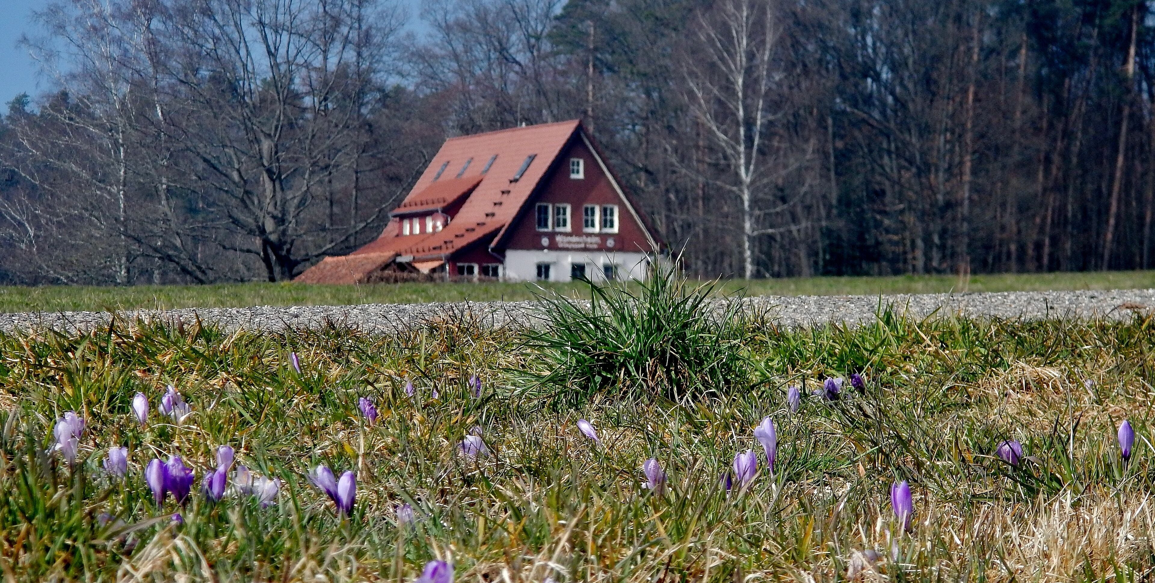 Krokusblüte in Bad Teinach-Zavelstein: Im Hintergrund ist das Wanderheim Zavelstein: 610 m. ü. NN, 1953 vom Schwarzwaldverein, Ortsgruppe Calw, erbaut