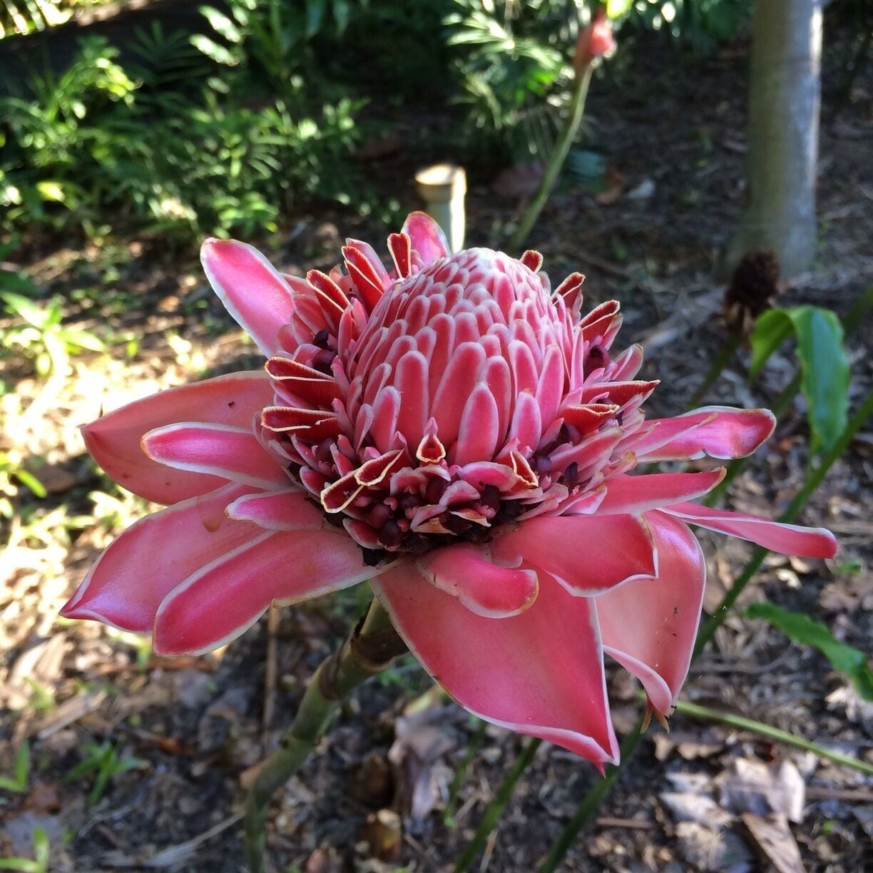 Cairns Botanic Gardens - so many colourful tropical flowers to enjoy!
