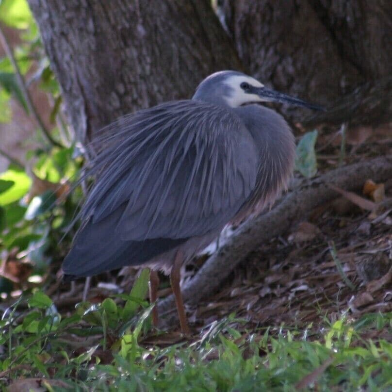 White-faced Grey Heron