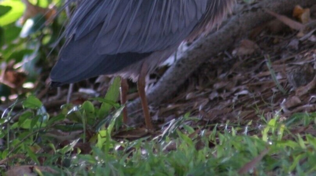 White-faced Grey Heron