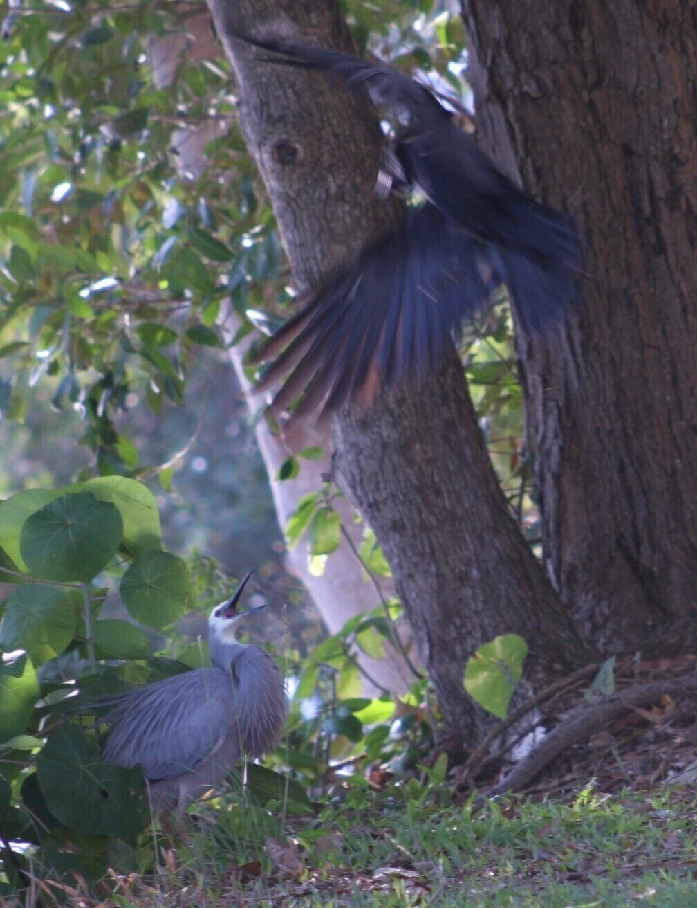 White-faced Grey Heron being attacked by a crow.