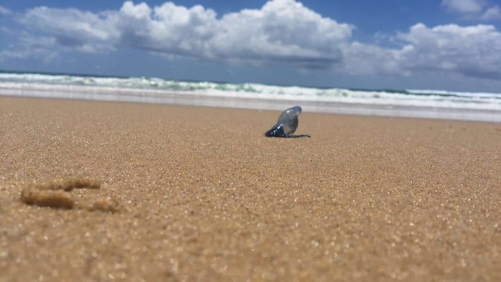 A beach with a single seagull on the sand and waves in the background.