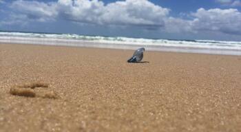Beaches are beautiful bluebottles not so much in Queensland Australia