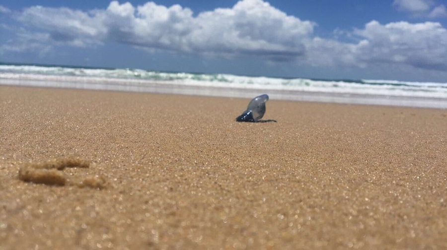 Beaches are beautiful bluebottles not so much in Queensland Australia