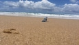A beach with a single seagull on the sand and waves in the background.