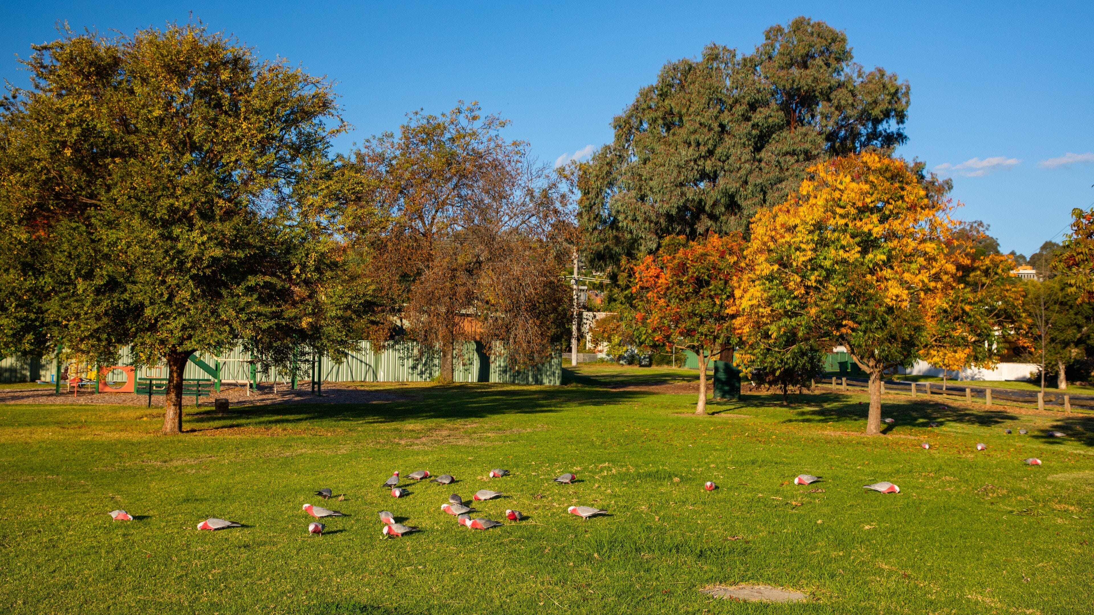 East Albury showing a park and bird life