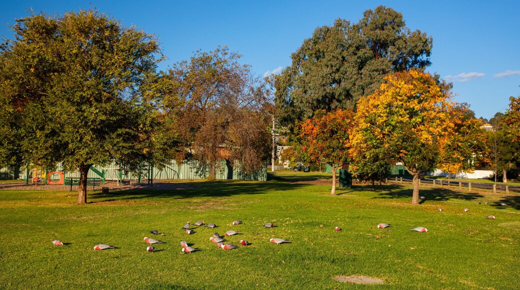 East Albury showing a park and bird life